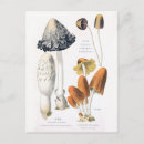 Search for vintage mushrooms postcards Fungus