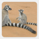 Search for ring tailed lemur stickers Endangered