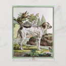 Search for natural history postcards Engraving
