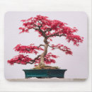 Search for japanese maple tree Botanical