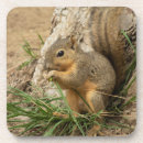Search for squirrel coasters Critter