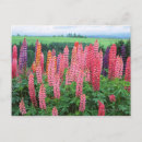 Search for multi photo postcards Pink