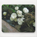 Search for tiny mousepads Fungus