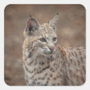 Search for bobcat stickers Animal