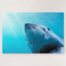 Search for great white shark puzzles Underwater