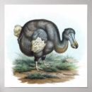Search for dodo posters Extinct