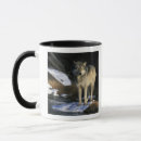 Search for gray wolf mugs Canis lupus