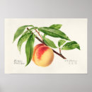 Search for twig posters Vintage