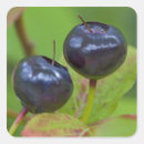 Search for ripe stickers Fruit