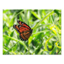 Search for monarch butterfly art Bugs