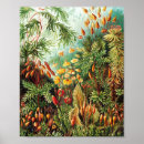 Search for haeckels posters Illustration