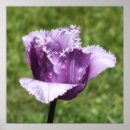 Search for tulip easter posters Purple