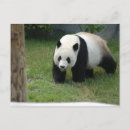 Search for giant postcards Panda