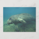 Search for florida manatee postcards Aquatic