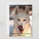 Search for husky invitations Canine