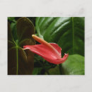 Search for callas postcards Pink