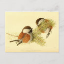 Search for chickadee postcards Birds