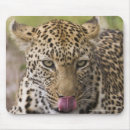 Search for downs electronics Mammal