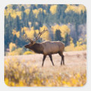 Search for colorado rocky stickers Elk