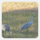 Search for crane bird stickers Cranes