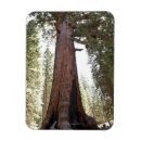 Search for giant rectangular magnets National park