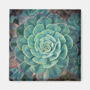 Search for perennials magnets Botanical