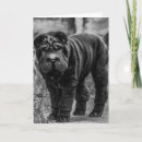 Search for shar pei dog birthday cards Funny
