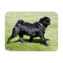 Search for while magnets Dog