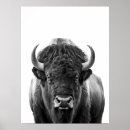 Search for black white buffalo art Bison