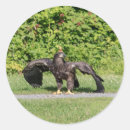 Search for eagle eye stickers Wildlife
