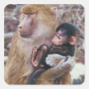Search for baboons stickers Animal