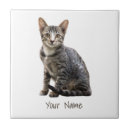 Search for antique portrait tiles Cat