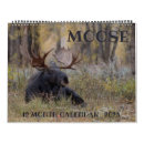 Search for moose photography Wildlife