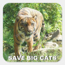 Search for save the tiger stickers Big cats
