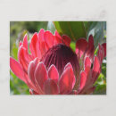 Search for protea postcards Travel
