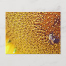 Search for sunnie postcards Summer