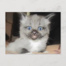 Search for omg postcards Pets