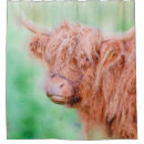 Search for highland cow shower curtains Scotland