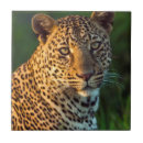 Search for male tiles Adult