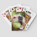 Search for golden retriever playing cards Closeup