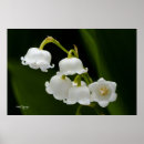 Search for lily of the valley decor White