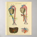 Search for aorta Anatomy