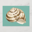 Search for teal background postcards Conch
