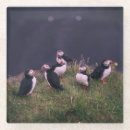 Search for puffin coasters Wildlife