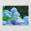 Search for blue hydrangea postcards Hydrangeas