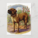 Search for mastiffs postcards Animals