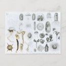 Search for protozoa Schooljellyfish