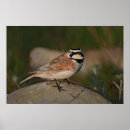 Search for larks posters Horned lark