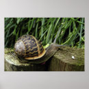 Search for snail posters Brown