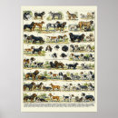 Search for vintage veterinary posters Horse